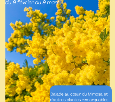 Fleurs d’hiver : mimosas et autres plantes remarquables – Balade accompagnée