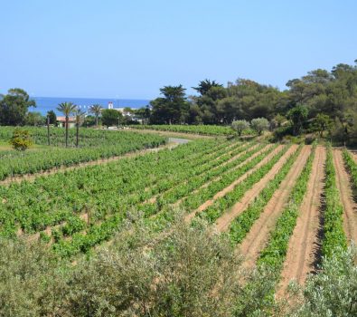 Les Musicales dans les Vignes au Domaine de l’Anglade